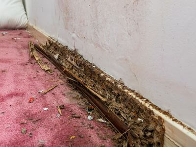 About Reliable Restoration Services When Water Disrupts Your Life - water damage restoration experts in Camp Hill, AL